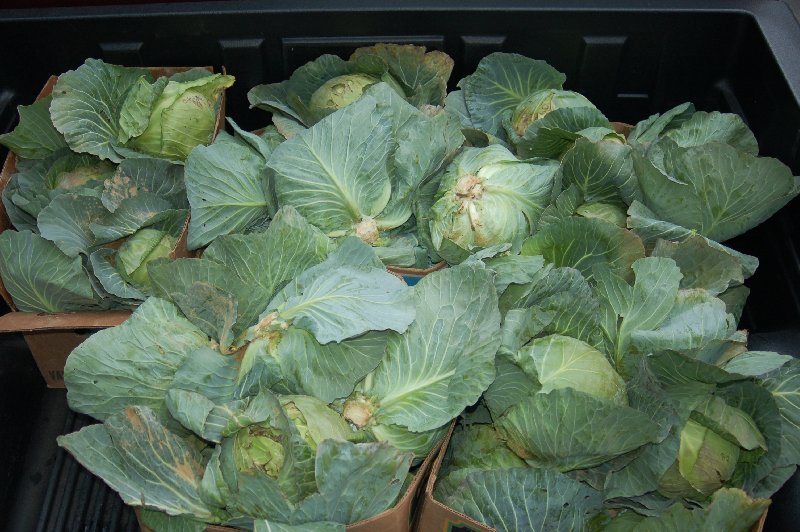 Cabbage in truckbed